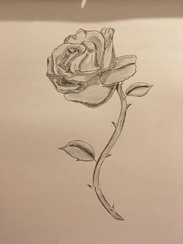 375x500 Lonely Rose Drawing - Rose Art Drawing