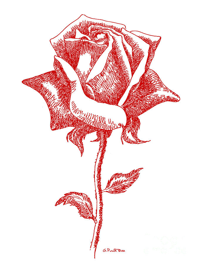 675x900 Red Rose Art Digital Art - Rose Art Drawing
