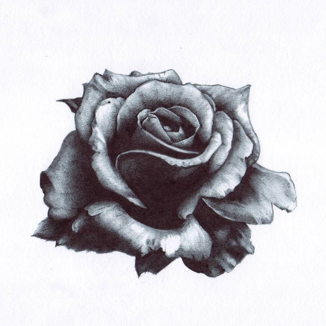 1080x1080 Rose - Rose Art Drawing