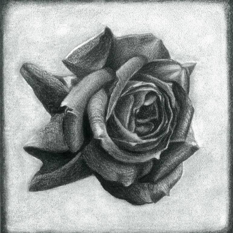 770x771 Dark Rose Drawing - Rose Art Drawing