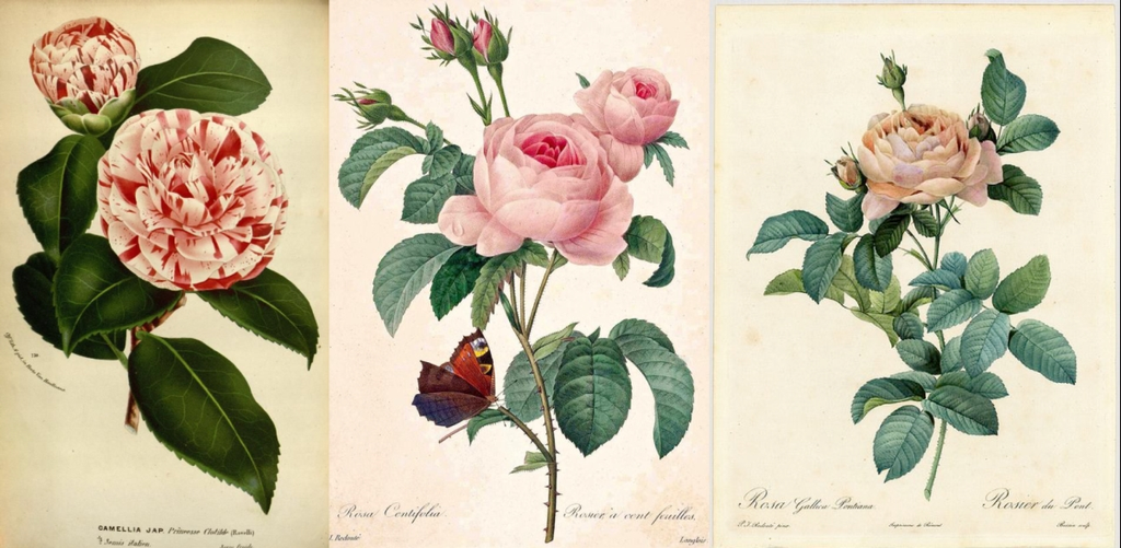 1024x501 how to make a vintage botanical illustration in illustrator - Rose Botanical Drawing