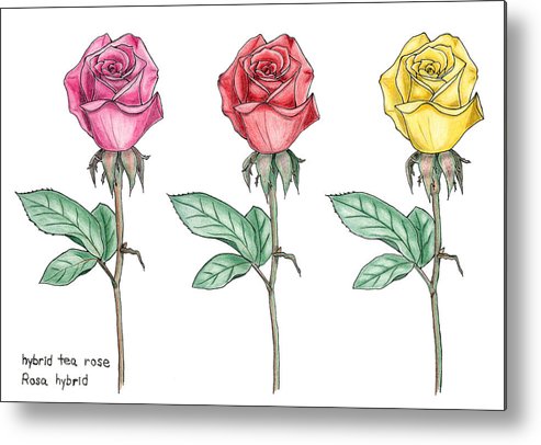 493x406 hybrid tea roses botanical drawing in colored pencil metal print - Rose Botanical Drawing