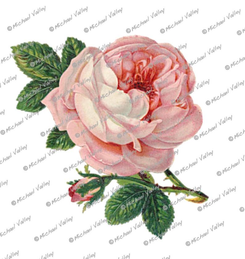 794x840 pink cabbage rose vintage botanical drawing beautifully etsy - Rose Botanical Drawing