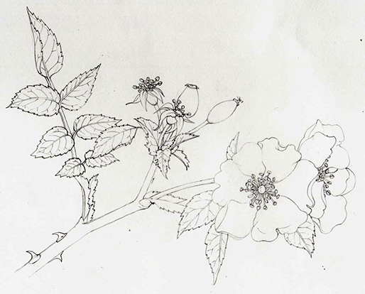 514x414 rough dog rose botanical illustration - Rose Botanical Drawing