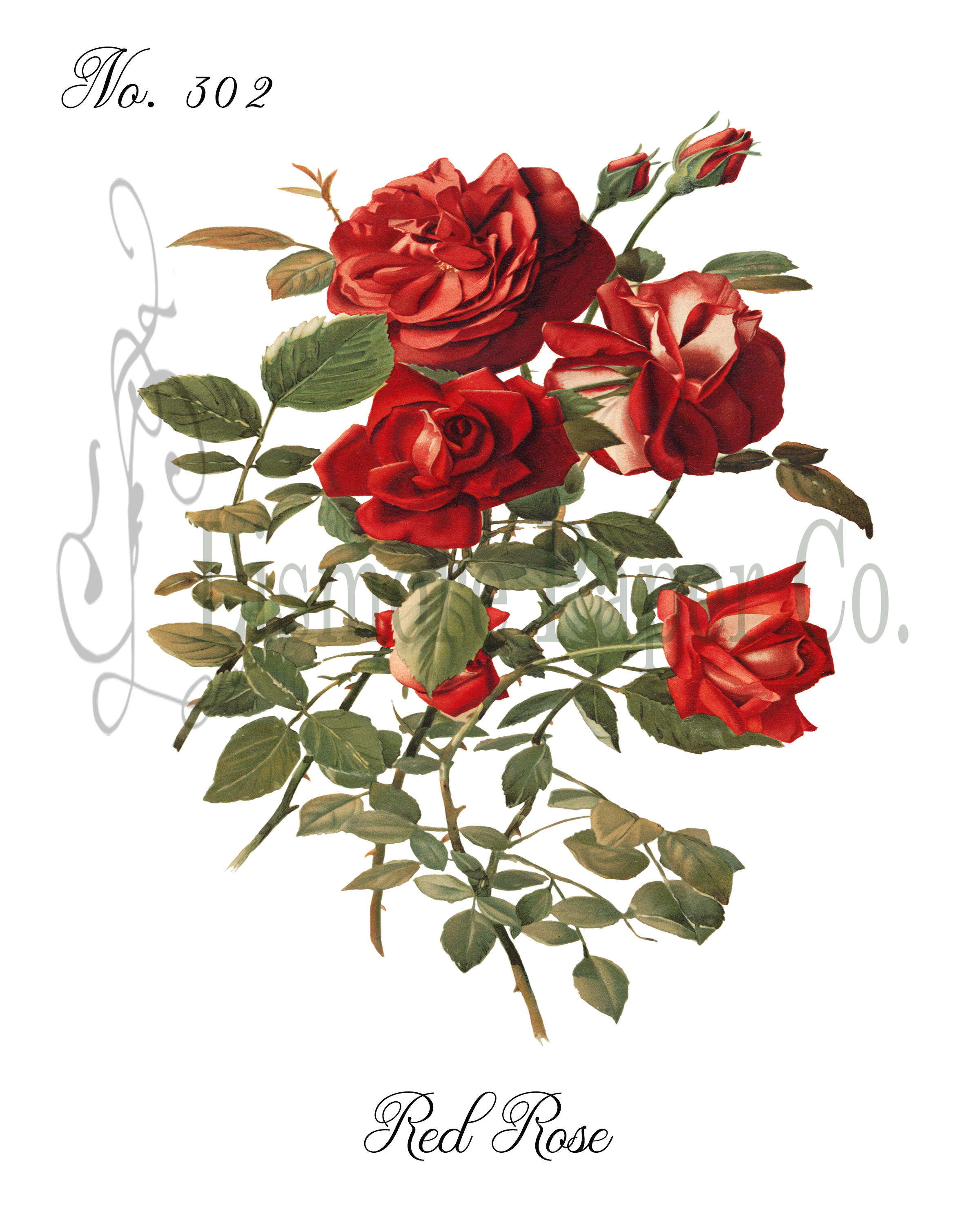 2400x3000 red rose print rose illustration botanical decor flower etsy - Rose Botanical Drawing