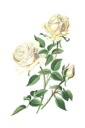 Rose Botanical Drawing at PaintingValley.com | Explore collection of ...