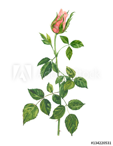389x500 Rose, Pink Flower, Stem And Leaves, Bouquet On White Background - Rose Botanical Drawing
