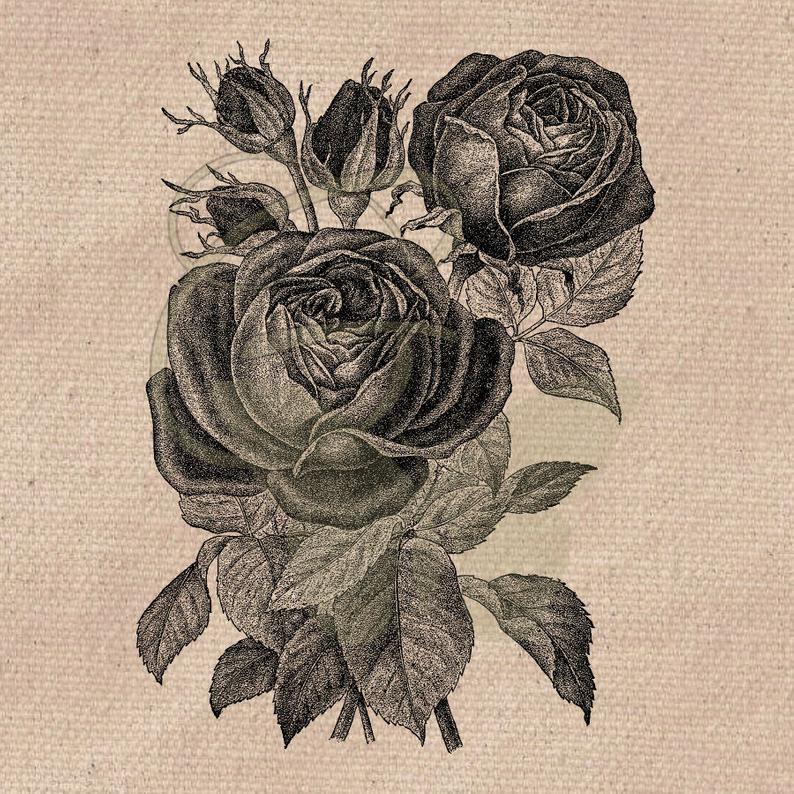 794x794 rose clip art floral botanical illustration digital download etsy - Rose Botanical Drawing