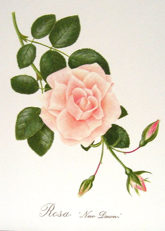 570x798 roses beautiful botanical prints book plates via etsy sweet - Rose Botanical Drawing