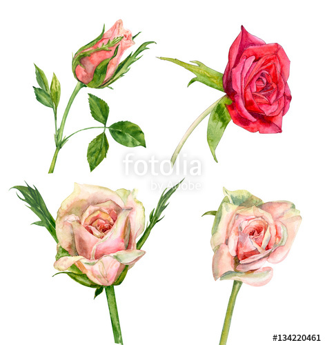471x500 Set Of Roses, Pink And Red Flowers, Stem And Leaves On White - Rose Botanical Drawing