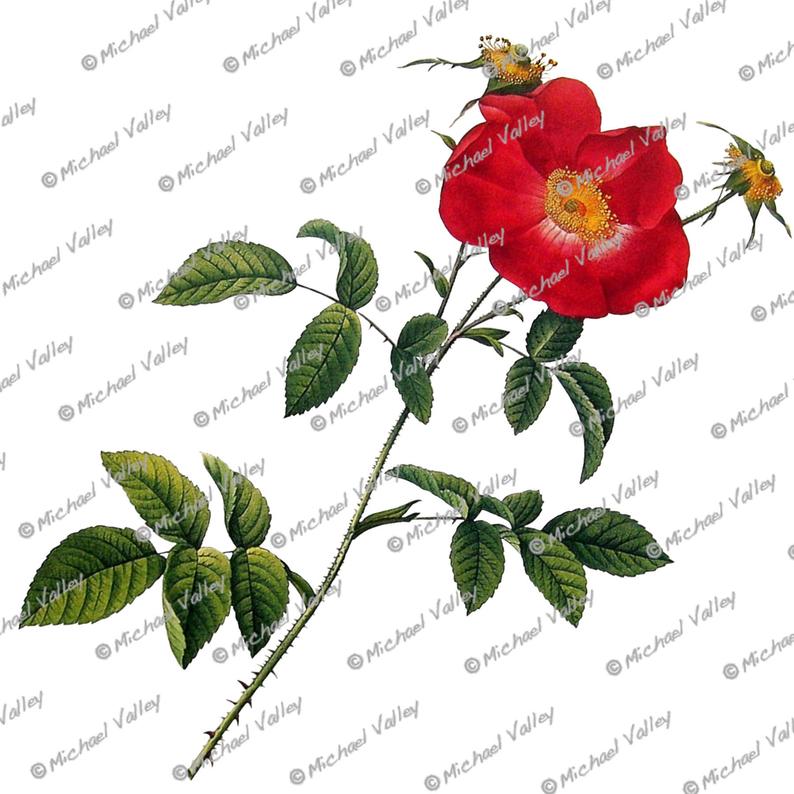 794x794 single red wild rose vintage botanical drawing beautifully etsy - Rose Botanical Drawing