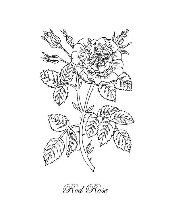 599x776 tea rose botanical drawing black and white art print - Rose Botanical Drawing