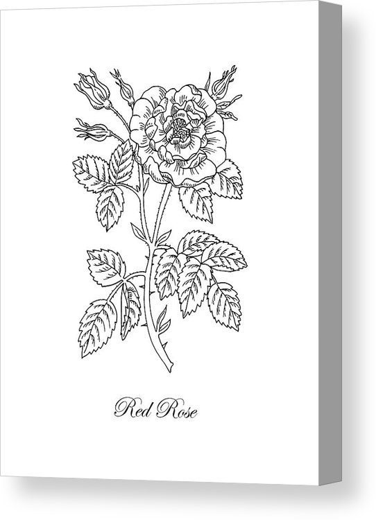 542x750 tea rose botanical drawing black and white canvas print canvas - Rose Botanical Drawing
