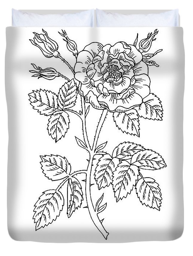 645x853 tea rose botanical drawing black and white duvet cover for sale - Rose Botanical Drawing