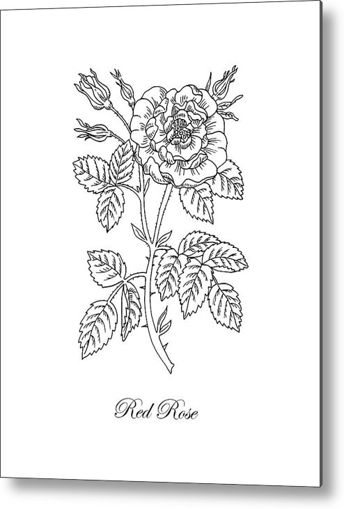 494x731 tea rose botanical drawing black and white metal print - Rose Botanical Drawing