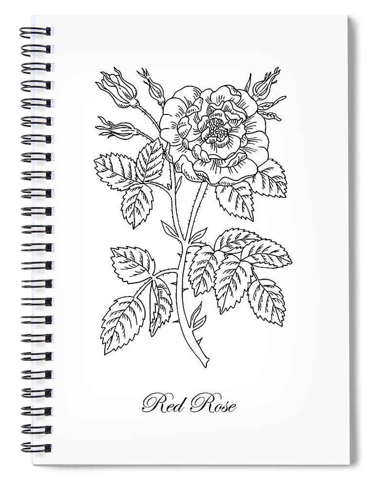 770x1000 tea rose botanical drawing black and white spiral notebook - Rose Botanical Drawing