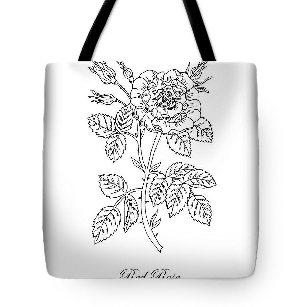 1000x1000 tea rose botanical drawing black and white tote bag for sale - Rose Botanical Drawing
