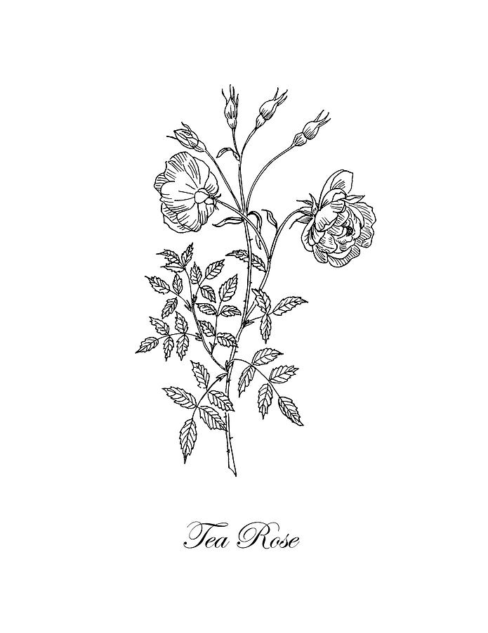 695x900 tea rose botanical drawing - Rose Botanical Drawing