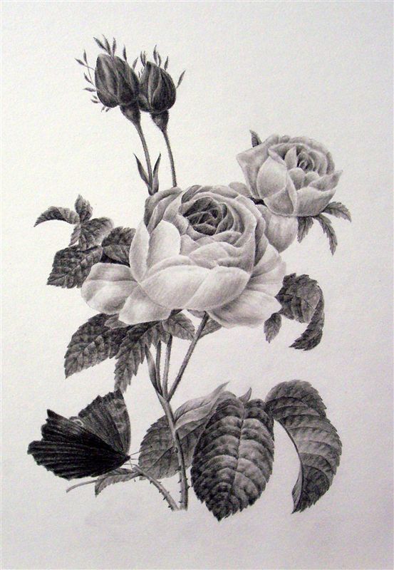 Rose Botanical Drawing at PaintingValley.com | Explore collection of ...