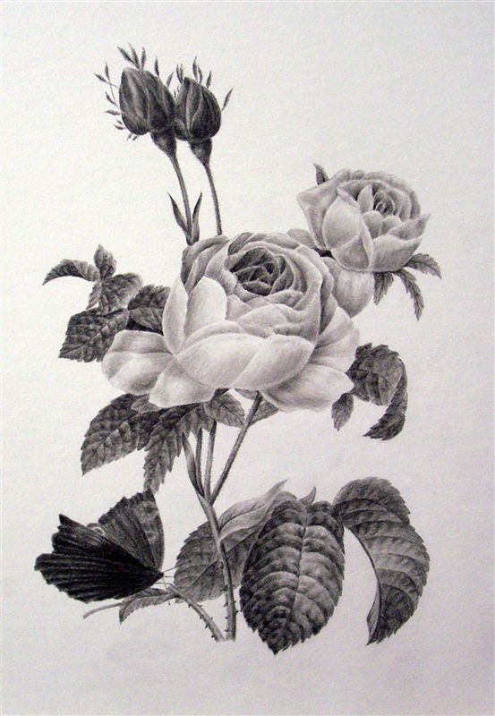 553x800 the fundamentals of botanical drawing - Rose Botanical Drawing
