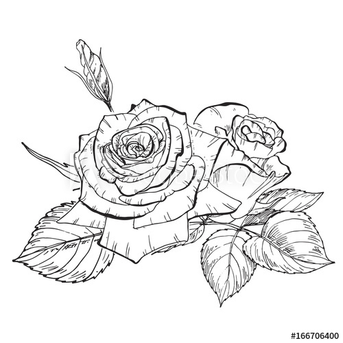 500x500 two hand drawn rose flowers in contour botanical illustration - Rose Botanical Drawing