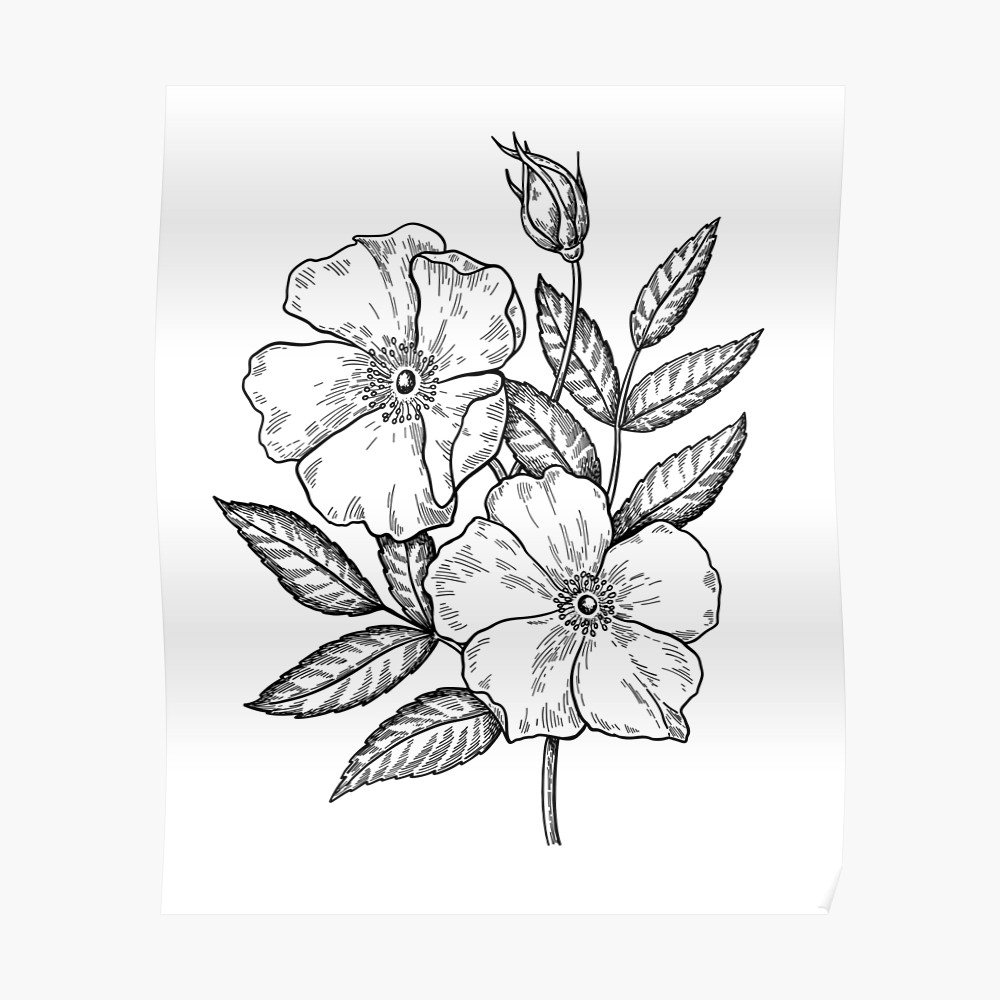 1000x1000 wild rose botanical drawing sticker - Rose Botanical Drawing