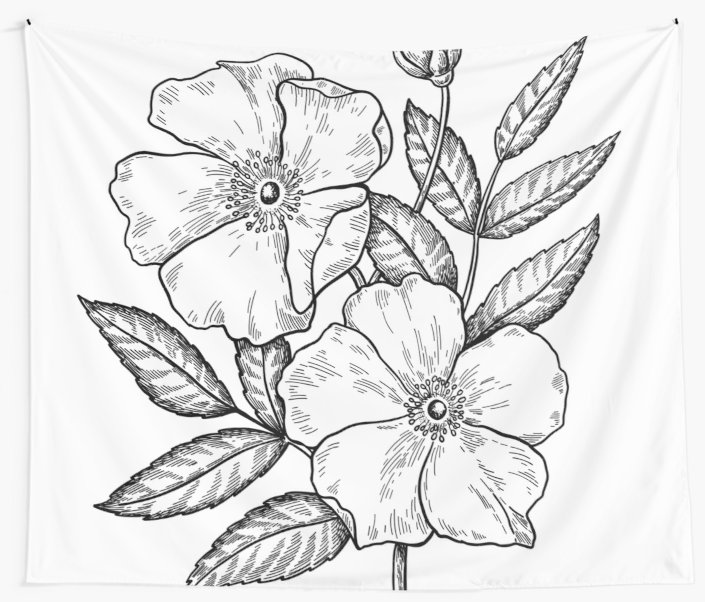 705x602 wild rose botanical drawing wall tapestries - Rose Botanical Drawing