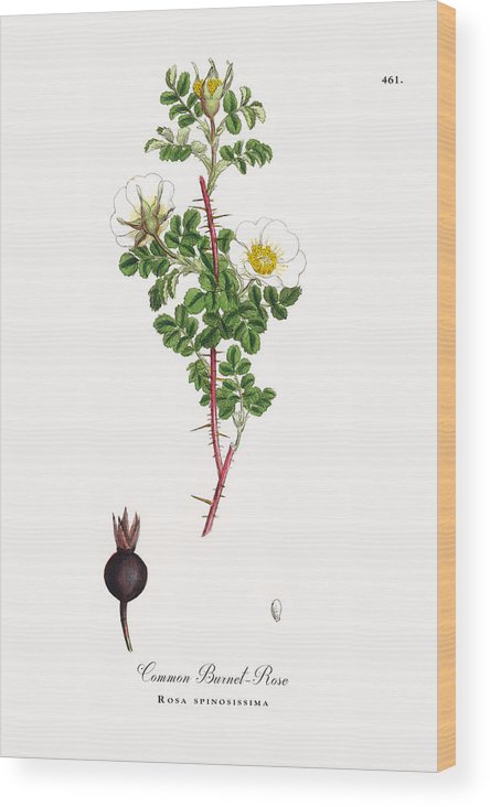 444x732 common burnet rose, rosa spinosissima, victorian botanical - Rose Botanical Drawing