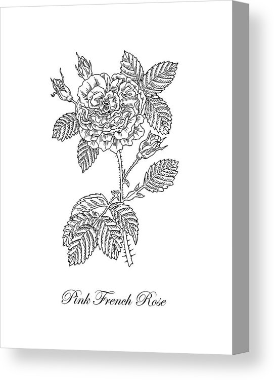 542x750 french rose botanical drawing black and white canvas print - Rose Botanical Drawing