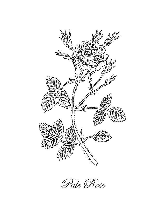 695x900 garden rose botanical drawing black and white drawing - Rose Botanical Drawing