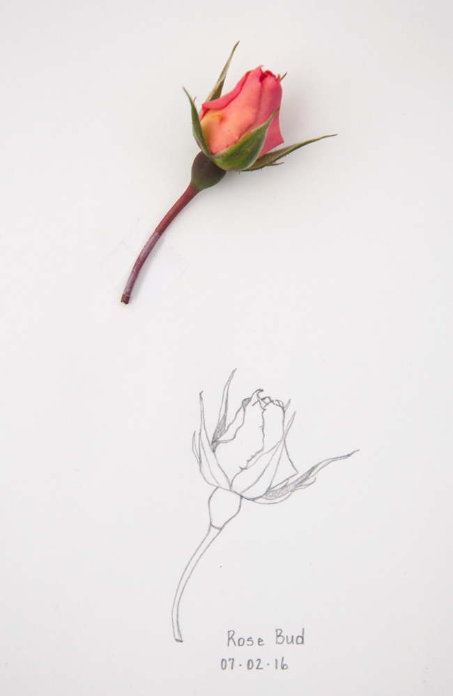 Rose Bud Drawing At Paintingvalleycom Explore Collection