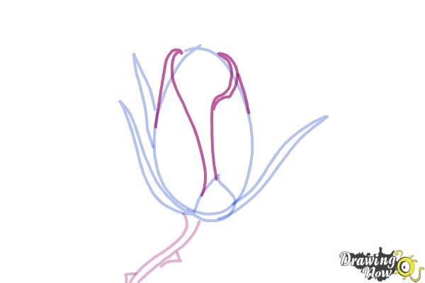 600x400 how to draw a rose bud - Rose Bud Drawing