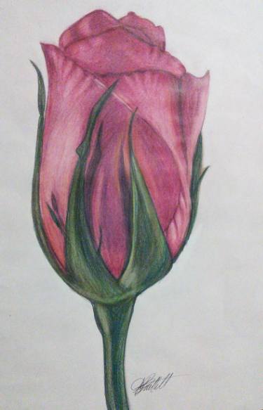375x583 rose bud drawing - Rose Bud Drawing