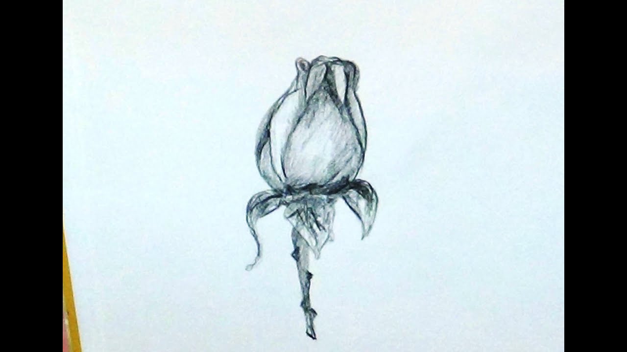 1280x720 how to draw a rose bud with stem for beginners - Rose Bud Drawing