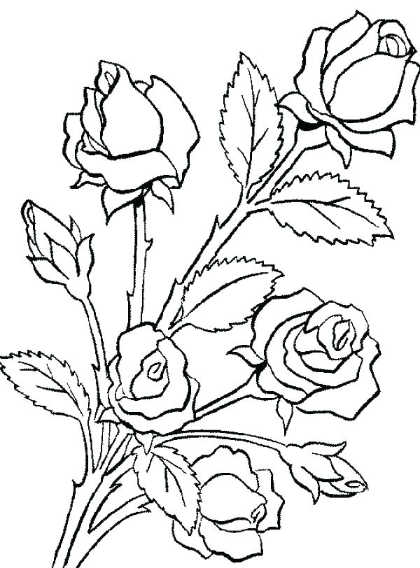 600x812 Rose Bouquet Coloring Pages - Rose Bunch Drawing