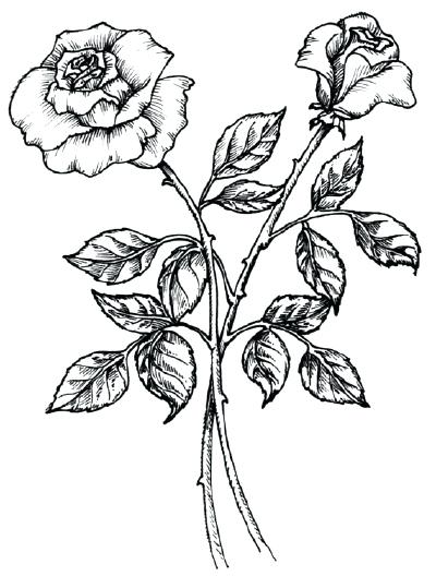 Rose Bush Drawing at PaintingValley.com | Explore collection of Rose