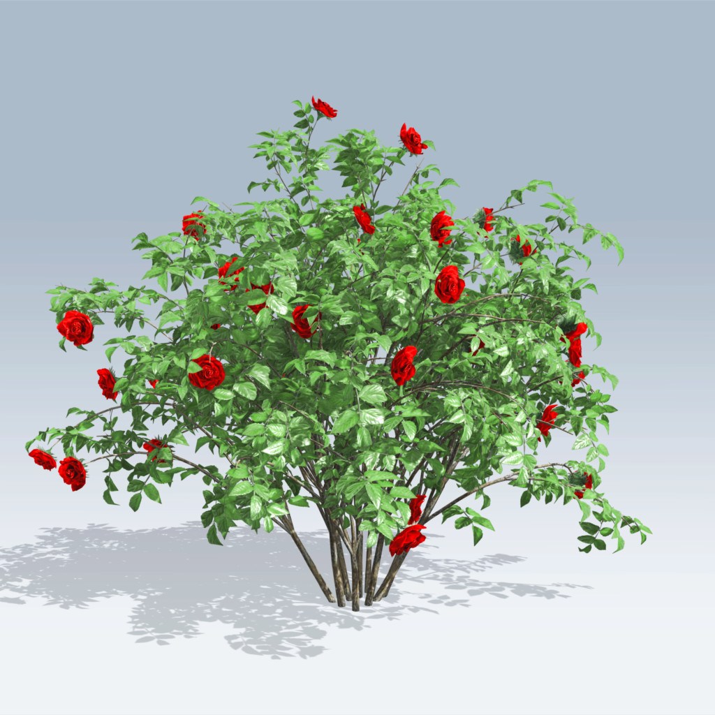 Rose Bush Drawing at Explore collection of Rose