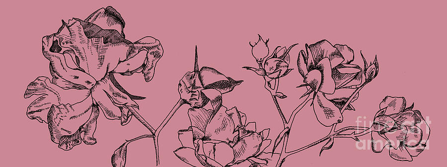 900x336 rose bush top drawing - Rose Bush Drawing