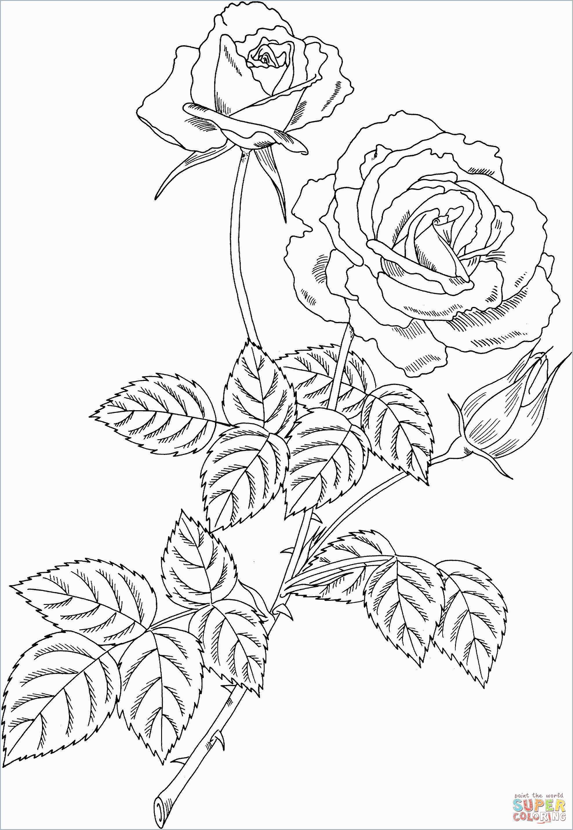 1977x2861 rose coloring books pleasant rose bush coloring pages tourmandu -...