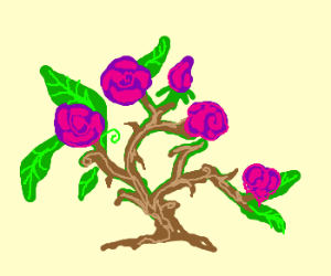 300x250 rose bush drawing - Rose Bush Drawing
