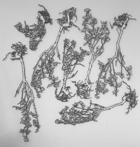 473x499 rose bush drawings art - Rose Bush Drawing