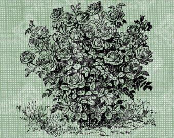 340x270 rose bush drawing - Rose Bush Drawing