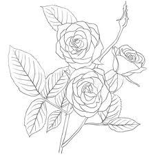225x225 simple rose bush stem drawing - Rose Bush Drawing