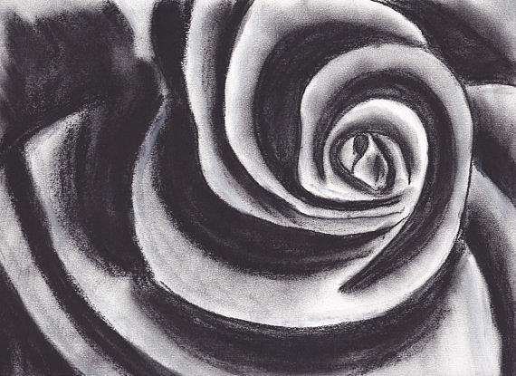 570x415 charcoal rose drawing - Rose Charcoal Drawing