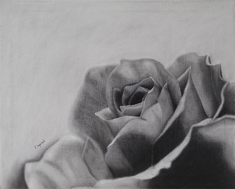 900x724 charcoal rose drawing - Rose Charcoal Drawing