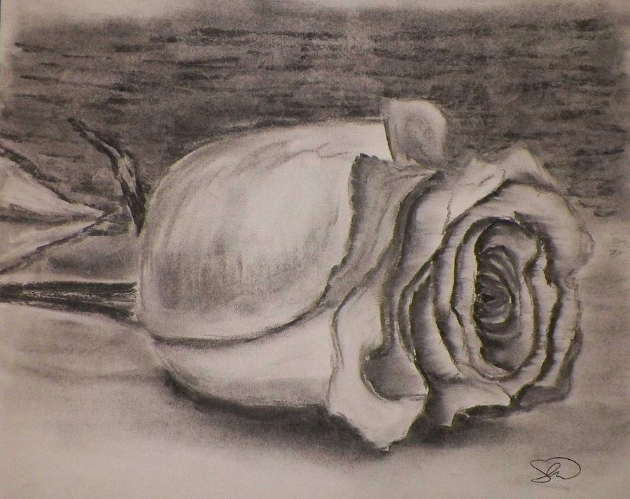 900x714 charcoal rose drawing - Rose Charcoal Drawing