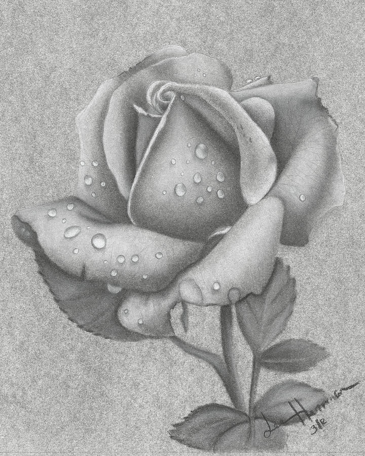 Rose Charcoal Drawing at Explore collection of