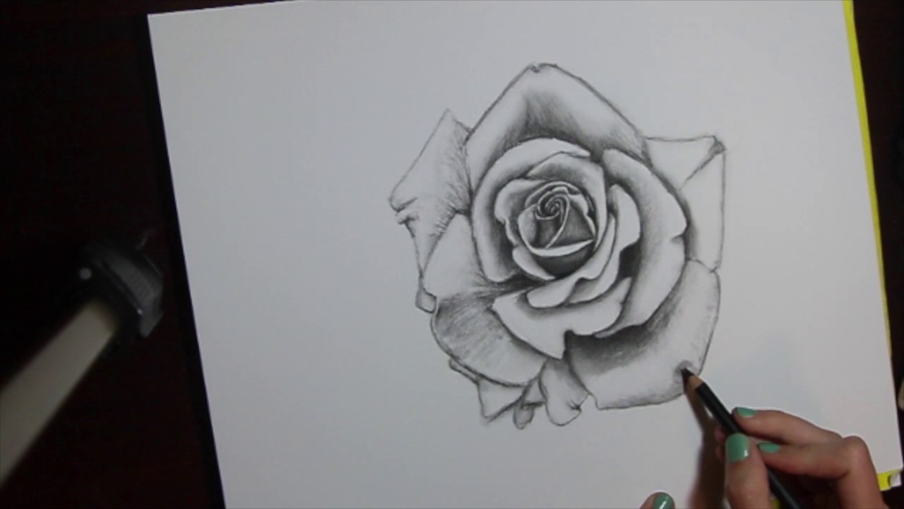 charcoal simple pencil rose drawing