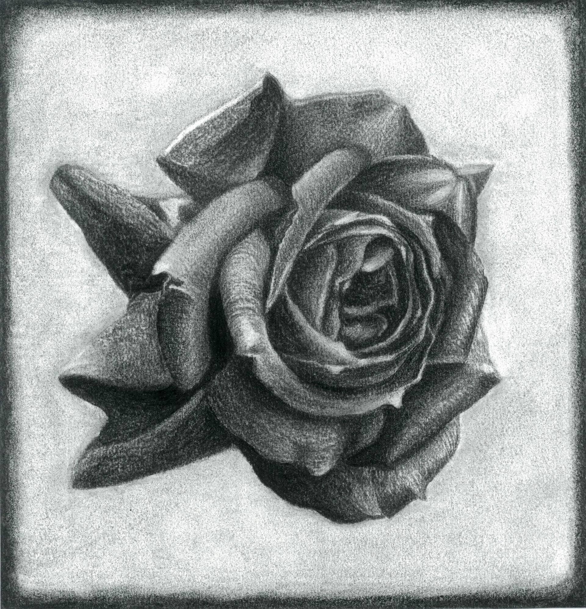1920x1994 Dark Rose Drawing - Rose Charcoal Drawing