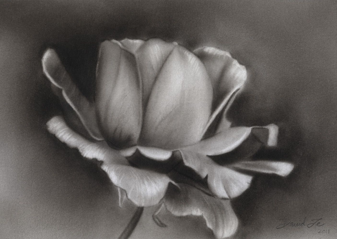 1406x1000 Art Easy Charcoal Drawings, Pencil - Rose Charcoal Drawing